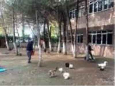 Okul bahçesinde mini hayvanat bahçesi oluşturuldu Okul bahçesinde mini hayvanat bahçesi oluşturuldu