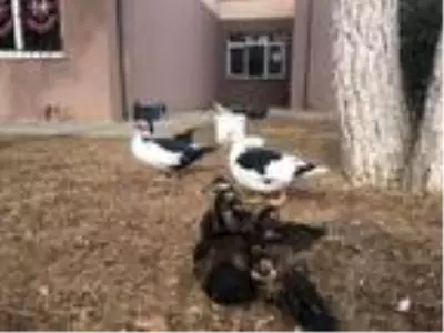 Okul bahçesinde mini hayvanat bahçesi oluşturuldu Okul bahçesinde mini hayvanat bahçesi oluşturuldu