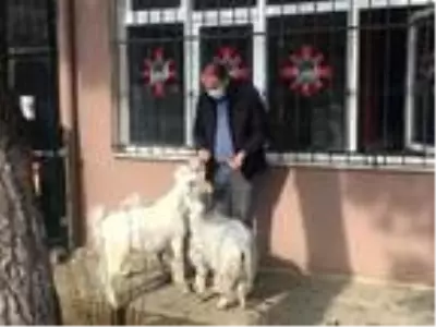 Okul bahçesinde mini hayvanat bahçesi oluşturuldu Okul bahçesinde mini hayvanat bahçesi oluşturuldu