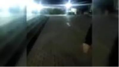 Yaban domuzu sürüsü Karabük Üniversitesi kampüsüne girdi Yaban domuzu sürüsü Karabük Üniversitesi kampüsüne girdi
