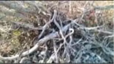 Yarısı kahverengi, yarısı beyaz gelincik görüntülendi