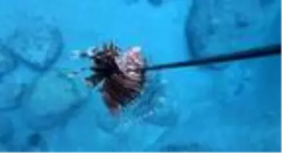 Youtuber Çağdaş Özsarı'yı, aslan balığı zehirledi