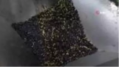 Zeytinin yağ yolculuğu Zeytinin yağ yolculuğu