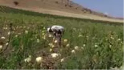 AFYONKARAHİSAR - Çerezlik kabak çekirdeği, üreticisinin yüzünü güldürdü AFYONKARAHİSAR - Çerezlik kabak çekirdeği, üreticisinin yüzünü güldürdü