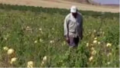 AFYONKARAHİSAR - Çerezlik kabak çekirdeği, üreticisinin yüzünü güldürdü AFYONKARAHİSAR - Çerezlik kabak çekirdeği, üreticisinin yüzünü güldürdü