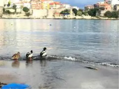 Amasra'nın ziyaretçileri ördek sürüleri Amasra'nın ziyaretçileri ördek sürüleri
