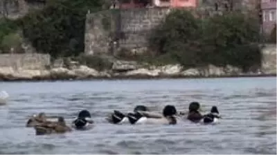Amasra'nın ziyaretçileri ördek sürüleri