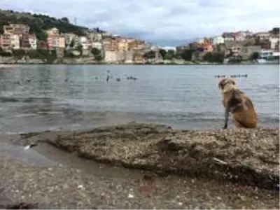 Amasra'nın ziyaretçileri ördek sürüleri