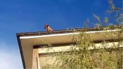 Apartman çatısındaki köpeği görenler şaşkına döndü Apartman çatısındaki köpeği görenler şaşkına döndü