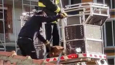 Apartman çatısındaki köpeği görenler şaşkına döndü Apartman çatısındaki köpeği görenler şaşkına döndü