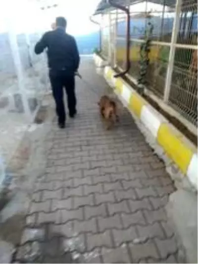 Apartman çatısındaki köpeği görenler şaşkına döndü Apartman çatısındaki köpeği görenler şaşkına döndü