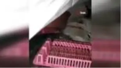 Son dakika haberi! Bir askerin şehit olduğu saldırıda kullanılan roketatar ele geçirildi Son dakika haberi! Bir askerin şehit olduğu saldırıda kullanılan roketatar ele geçirildi