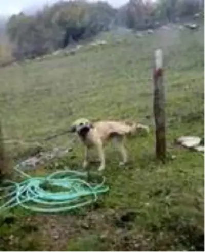 Bacağı tele takılan köpeği kurtardı Bacağı tele takılan köpeği kurtardı