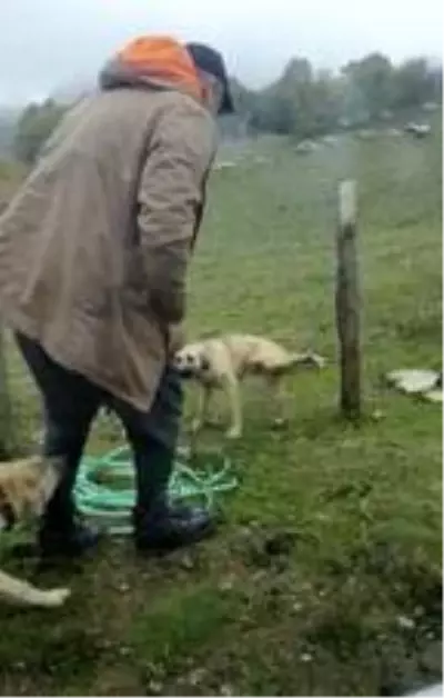 Bacağı tele takılan köpeği kurtardı Bacağı tele takılan köpeği kurtardı