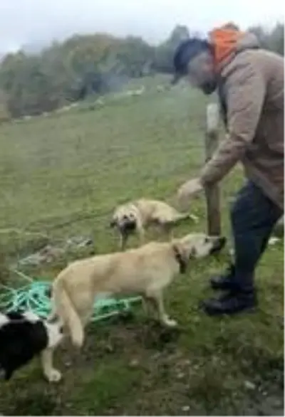Bacağı tele takılan köpeği kurtardı Bacağı tele takılan köpeği kurtardı