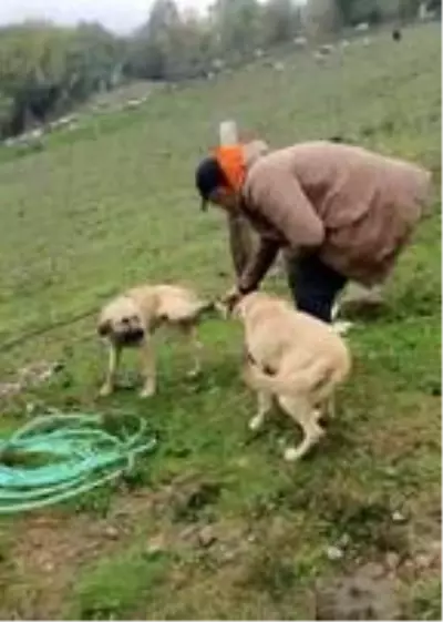 Bacağı tele takılan köpeği kurtardı Bacağı tele takılan köpeği kurtardı