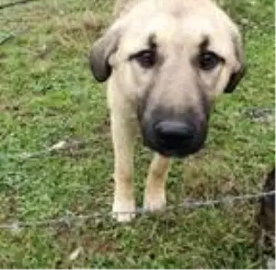 Bacağı tele takılan köpeği kurtardı Bacağı tele takılan köpeği kurtardı