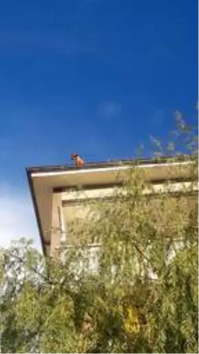 Çatıda kalan köpeği, itfaiyeciler kurtardı Çatıda kalan köpeği, itfaiyeciler kurtardı