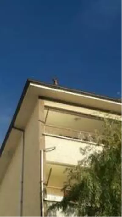 Çatıda kalan köpeği, itfaiyeciler kurtardı Çatıda kalan köpeği, itfaiyeciler kurtardı