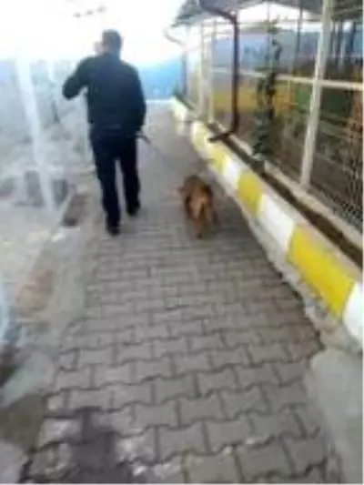Çatıda kalan köpeği, itfaiyeciler kurtardı Çatıda kalan köpeği, itfaiyeciler kurtardı