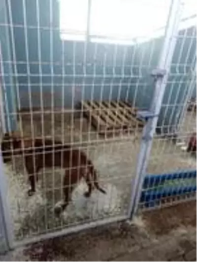 Çatıda kalan köpeği, itfaiyeciler kurtardı Çatıda kalan köpeği, itfaiyeciler kurtardı