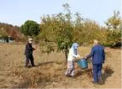 Demirci'de kestane hasadı başladı Demirci'de kestane hasadı başladı