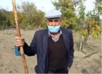 Demirci'de kestane hasadı başladı Demirci'de kestane hasadı başladı