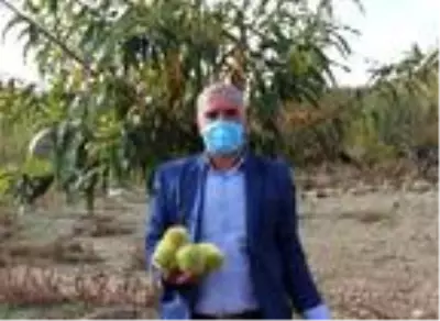 Demirci'de kestane hasadı başladı Demirci'de kestane hasadı başladı