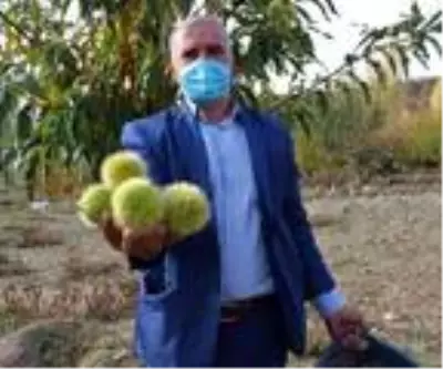 Demirci'de kestane hasadı başladı Demirci'de kestane hasadı başladı