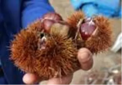Demirci'de kestane hasadı başladı Demirci'de kestane hasadı başladı