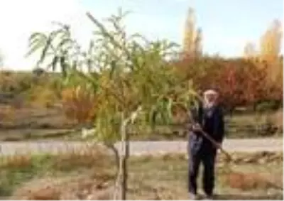 Demirci'de kestane hasadı başladı Demirci'de kestane hasadı başladı