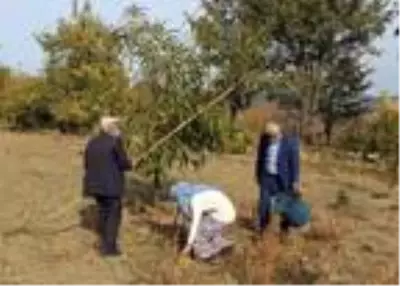 Demirci'de kestane hasadı başladı Demirci'de kestane hasadı başladı