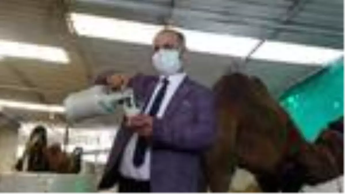 Deve sütünden peynir ve yoğurt ürettiler