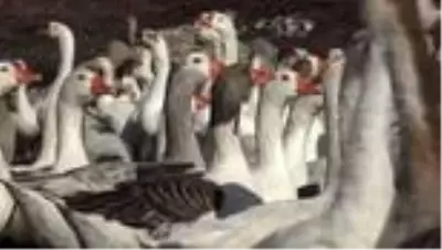 Hobi için kurduğu çiftlikte yetiştirdiği kazları Türkiye'nin dört bir yanına gönderiyor Hobi için kurduğu çiftlikte yetiştirdiği kazları Türkiye'nin dört bir yanına gönderiyor