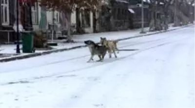 Kars beyaz gelinliğini giydi Kars beyaz gelinliğini giydi