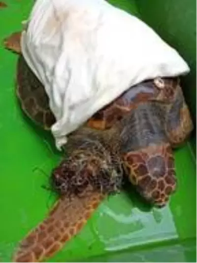 Kaset bandına dolanan caretta caretta, boğulmak üzereyken bulundu Kaset bandına dolanan caretta caretta, boğulmak üzereyken bulundu