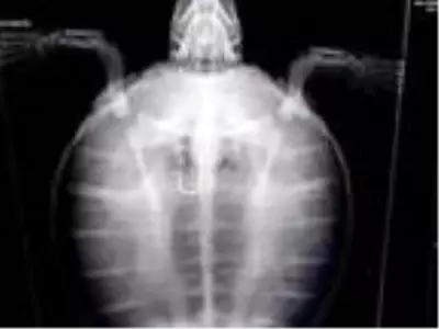 Kaset bandına dolanan caretta caretta, boğulmak üzereyken bulundu Kaset bandına dolanan caretta caretta, boğulmak üzereyken bulundu