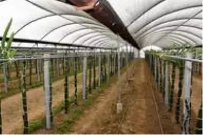 Kaymakam Şahin, 'Efeler Diyarında Pitaya' Projesi kapsamında üreticilerle bir araya geldi Kaymakam Şahin, 'Efeler Diyarında Pitaya' Projesi kapsamında üreticilerle bir araya geldi