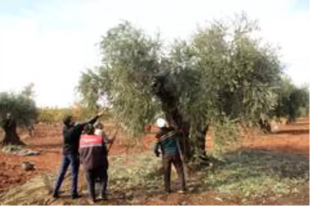 Kilis'te Zeytin hasadı sürüyor