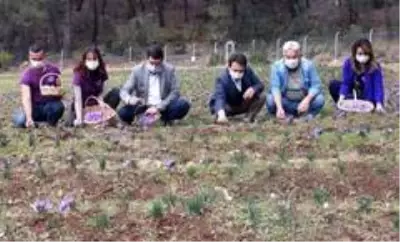 Muğla'da sezonun ilk safran hasadı yapıldı Muğla'da sezonun ilk safran hasadı yapıldı