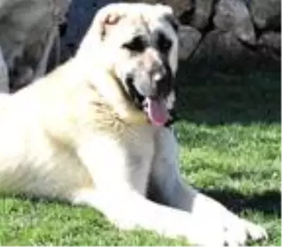 'Kışa hazırlanan Kangal köpekleri, doğal gıdalarla beslenmeli' 'Kışa hazırlanan Kangal köpekleri, doğal gıdalarla beslenmeli'
