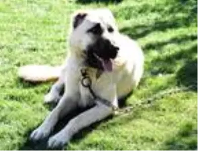 'Kışa hazırlanan Kangal köpekleri, doğal gıdalarla beslenmeli' 'Kışa hazırlanan Kangal köpekleri, doğal gıdalarla beslenmeli'
