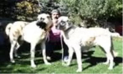 'Kışa hazırlanan Kangal köpekleri, doğal gıdalarla beslenmeli' 'Kışa hazırlanan Kangal köpekleri, doğal gıdalarla beslenmeli'