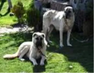'Kışa hazırlanan Kangal köpekleri, doğal gıdalarla beslenmeli' 'Kışa hazırlanan Kangal köpekleri, doğal gıdalarla beslenmeli'