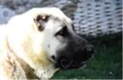 'Kışa hazırlanan Kangal köpekleri, doğal gıdalarla beslenmeli' 'Kışa hazırlanan Kangal köpekleri, doğal gıdalarla beslenmeli'