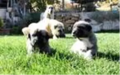 'Kışa hazırlanan Kangal köpekleri, doğal gıdalarla beslenmeli' 'Kışa hazırlanan Kangal köpekleri, doğal gıdalarla beslenmeli'