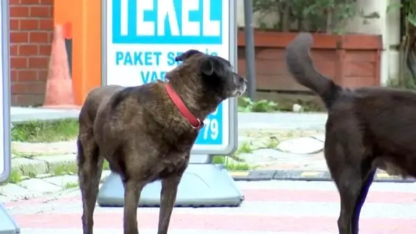 Kopekten Kacan 15 Yasindaki Cocuk 6 Metre Yukseklikten Boyle Dustu Haberler