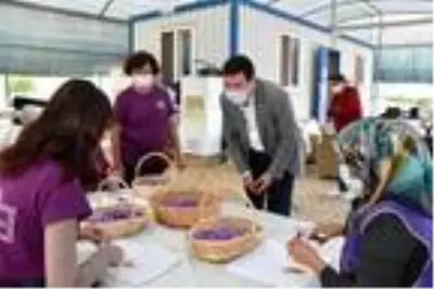 Muğla'da sezonun ilk safran hasadı yapıldı Muğla'da sezonun ilk safran hasadı yapıldı
