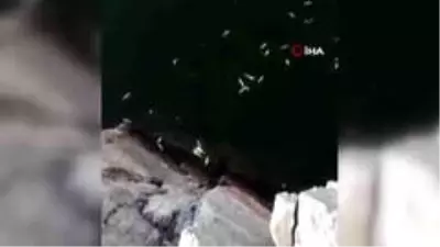 Nallıhan'da toplu balık ölümleri dikkat çekti Nallıhan'da toplu balık ölümleri dikkat çekti