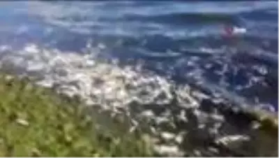 Nallıhan'da toplu balık ölümleri dikkat çekti Nallıhan'da toplu balık ölümleri dikkat çekti